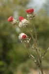 Cobwebby Thistle blossoms