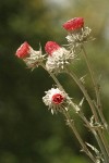 Cobwebby Thistle blossoms