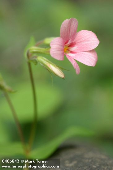 Phlox adsurgens