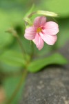 Woodland Phlox blossom