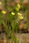 Corn Buttercups