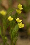 Corn Buttercups