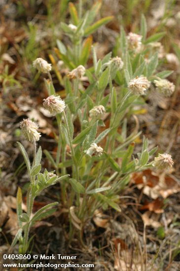 Trifolium eriocephalum