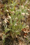 Woolly-headed Clover