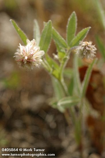 Trifolium eriocephalum