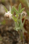 Woolly-headed Clover blossom & foliage