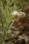 Woolly-headed Clover blossom & foliage