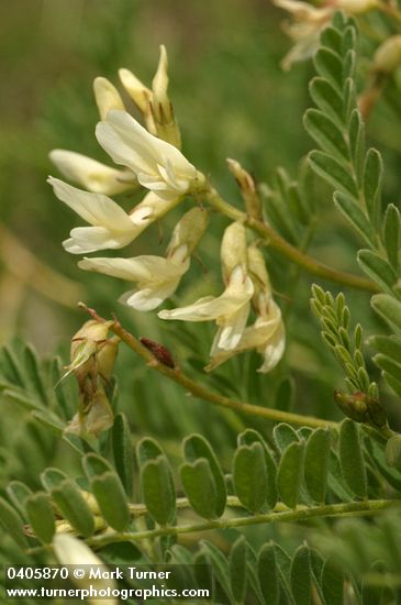 Astragalus accidens