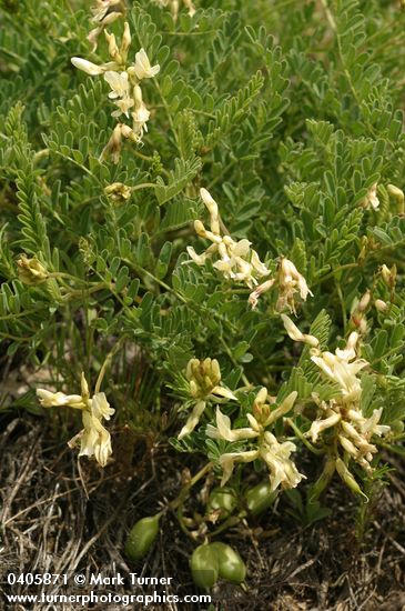 Astragalus accidens