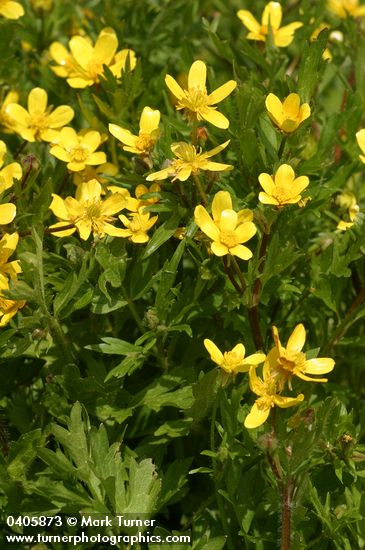 Ranunculus occidentalis