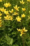 Western Buttercups