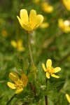 Western Buttercup blossoms & foliage