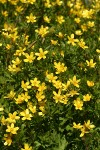 Western Buttercups