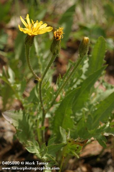 Crepis occidentalis