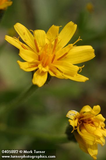 Crepis occidentalis