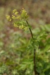 Celery-leaved Lovage blossoms & foliage