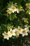 Salmon Polemonium blossoms & foliage