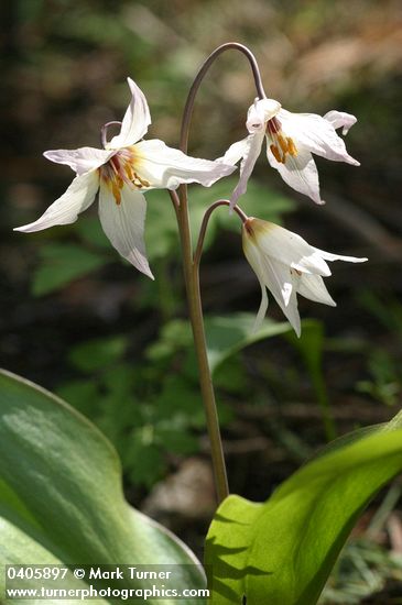 Erythronium klamathense X hendersonii