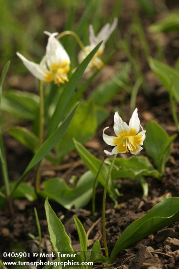 Erythronium klamathense