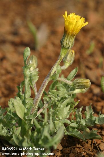 Crepis bakeri