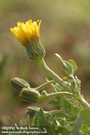 Crepis bakeri