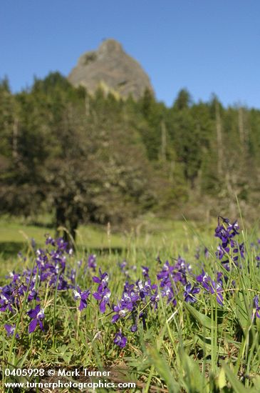 Delphinium menziesii