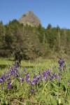 Menzies' Delphiniums w/ Pilot Rock soft bkgnd