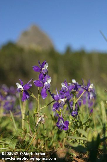 Delphinium menziesii