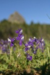 Menzies' Delphiniums w/ Pilot Rock soft bkgnd