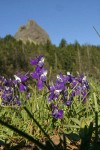 Menzies' Delphiniums w/ Pilot Rock soft bkgnd