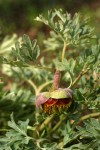 Western Peony
