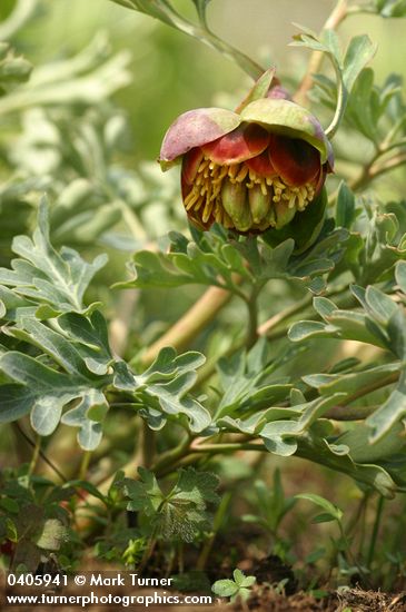 Paeonia brownii