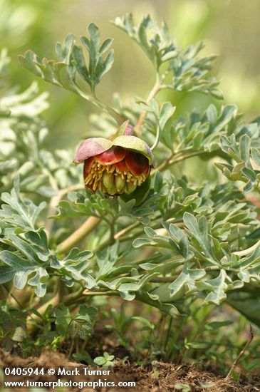 Paeonia brownii