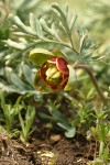 Western Peony