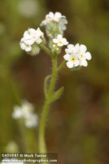 Cryptantha torreyana