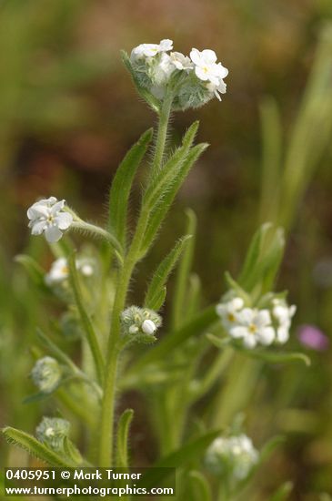 Cryptantha torreyana