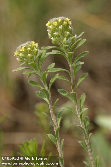 Alyssum alyssoides