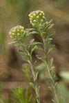 Small Alyssum