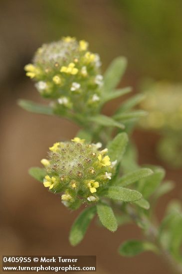 Alyssum alyssoides