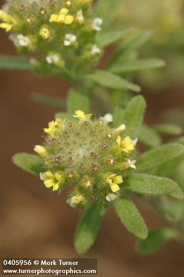 Alyssum alyssoides