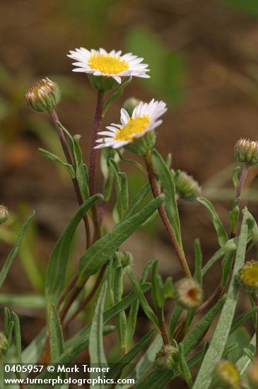 Erigeron eatonii