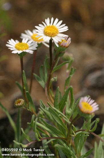 Erigeron eatonii