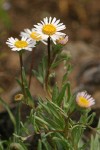 Eaton's Daisy