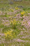 Marsh Yellow Cress among Rosy Plectritis