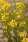 Marsh Yellow Cress blossoms & foliage