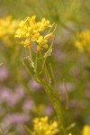 Marsh Yellow Cress blossoms & foliage