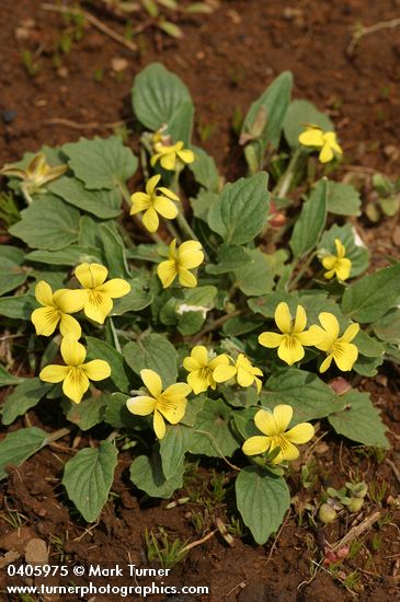 Viola purpurea