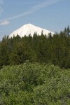 Wax Currant w/ Mt. McLoughlin bkgnd