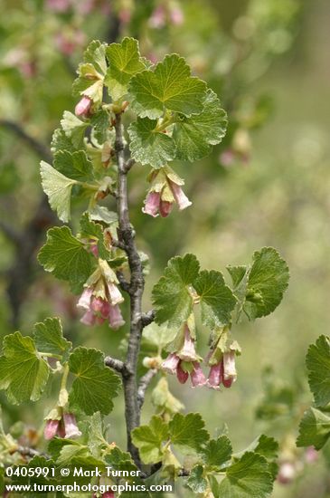 Ribes cereum