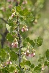 Wax Currant blossoms & foliage detail